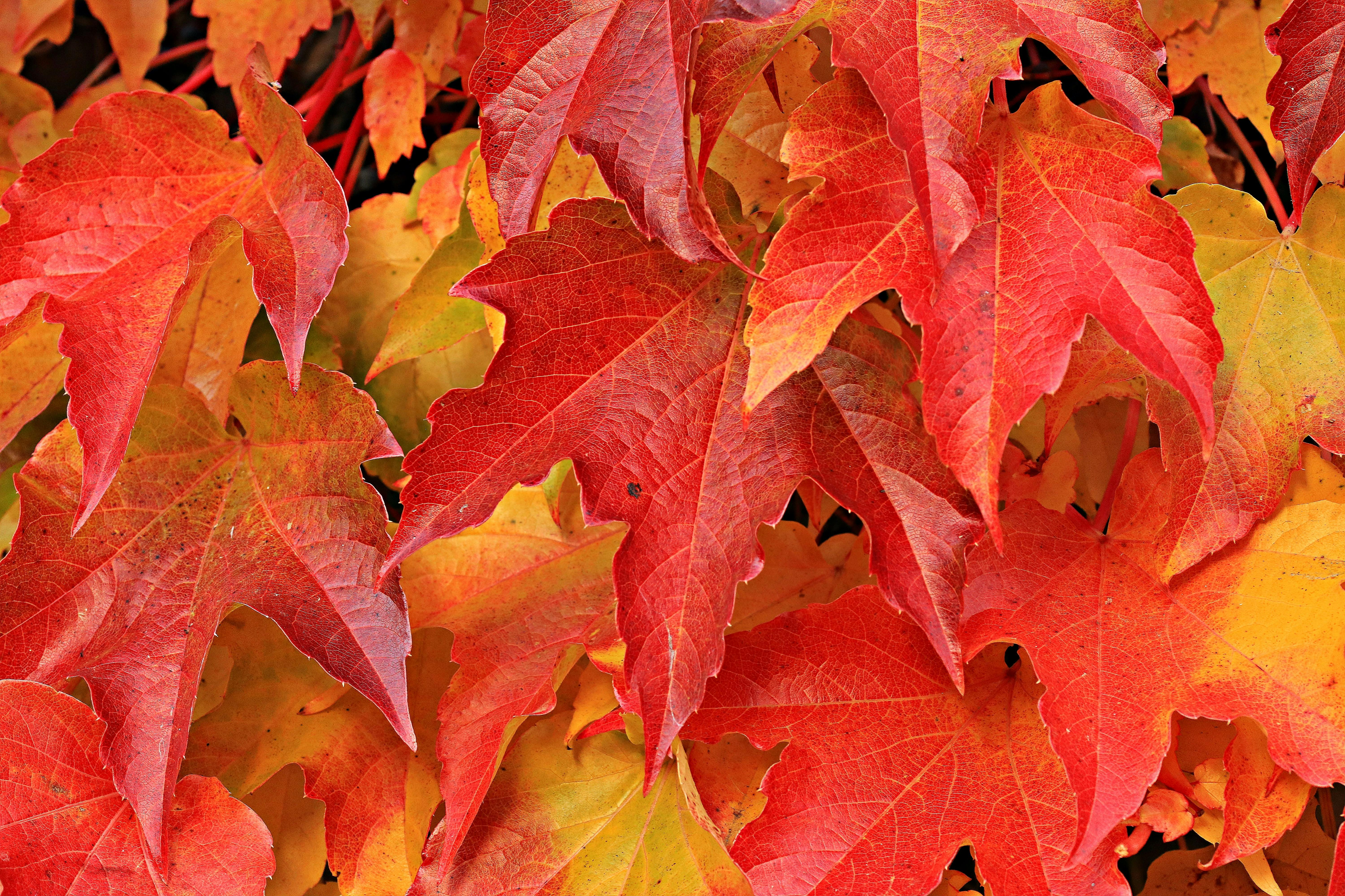 autumn-leaves.jpg