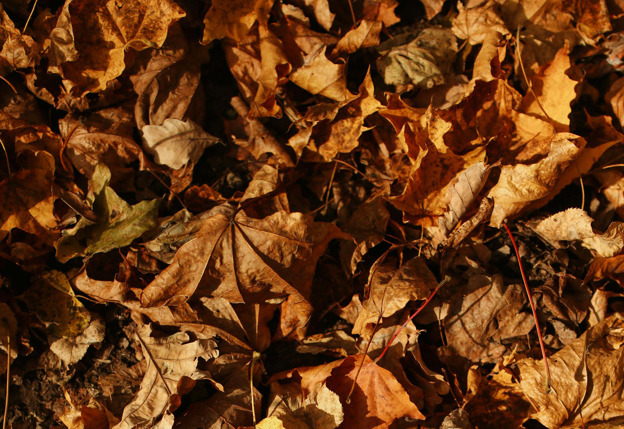 fall_ok (1).jpg